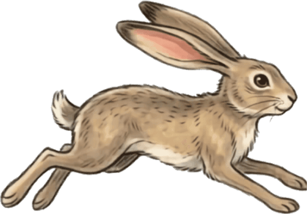 A jackrabbit at full stretch, running